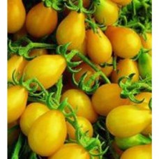 Tomato Yellow Pear Great Heirloom Garden Vegetable 200 Seeds   